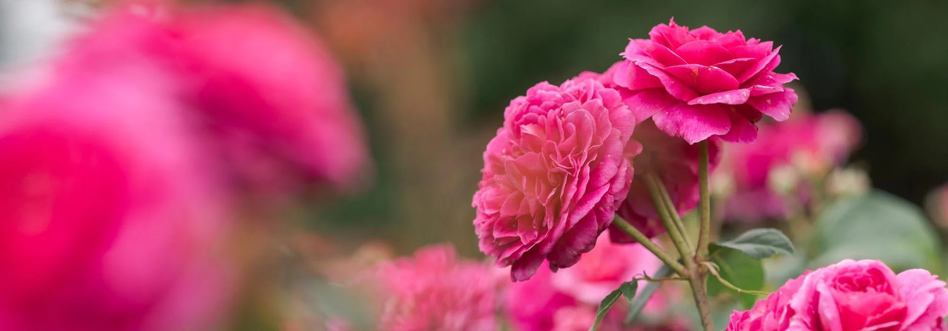 The World's Most Beautiful Roses